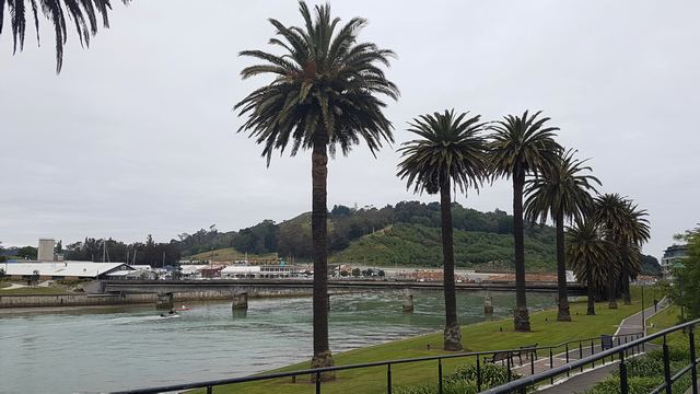 Palm trees along the Tūranganui River in Gisborne with Titirangi (Kaiti Hill) behind.