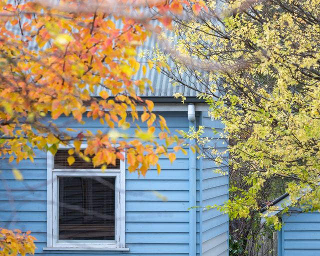 A pale blue weatherboard house with a corrugated iron roof seen through orange and yellow autumn leaves.
